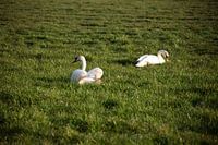 Deux cygnes dans une prairie de l'Emsland