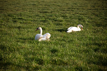 Two swans on a meadow in Emsland