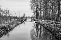Alblasserbos in the Alblasserwaard in Black and White