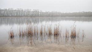 Nebliger See