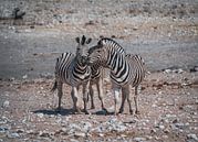 African zebras in Etosha National Park in Namibia, Africa by Patrick Groß thumbnail