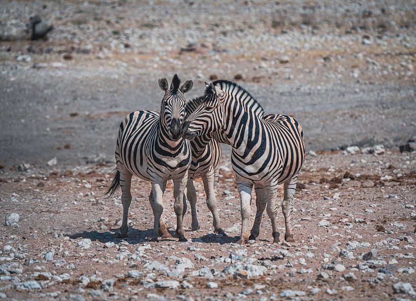 African zebras in Etosha National Park in Namibia, Africa by Patrick Groß