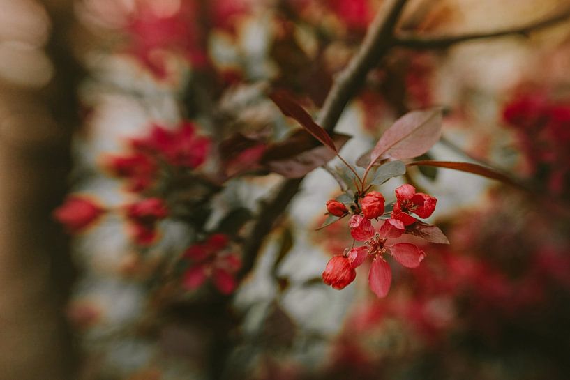 Printemps élégant par Hiske Boon