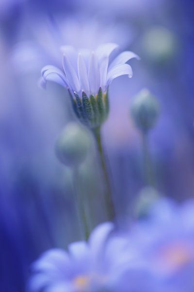 Symphonie in Blau von LHJB Photography