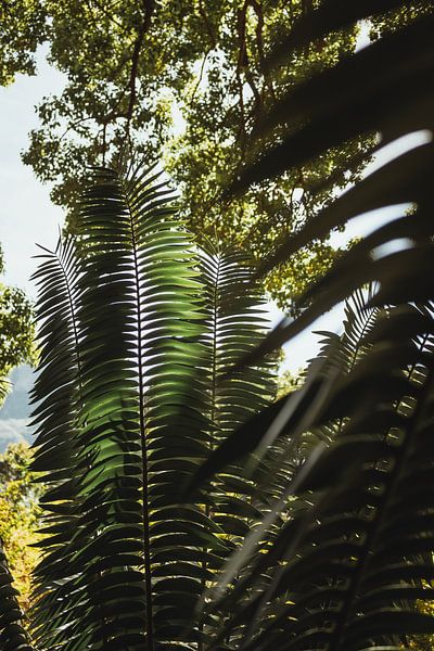 Grote groene varens | Reisfotografie | Kaapstad, Zuid-Afrika van Sanne Dost
