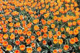 Blumenbeet mit orangen Tulpen von ManfredFotos