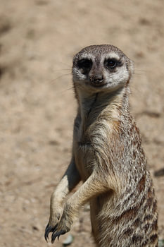 Suricate