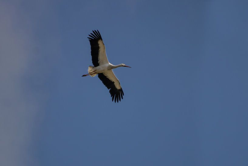 &quot;Legs together! by Marijke Groos