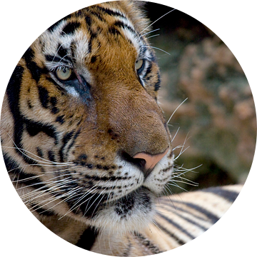 Close-up van Bengaalse tijger van Melissa Peltenburg