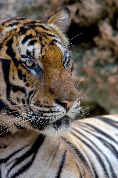 Nahaufnahme des bengalischen Tigers von Melissa Peltenburg