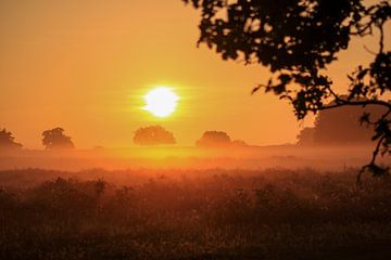 Golden hour heath van EC Art