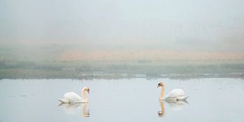 Swan couple