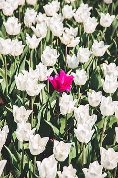Pink tulip amidst white tulips by Expeditie Aardbol