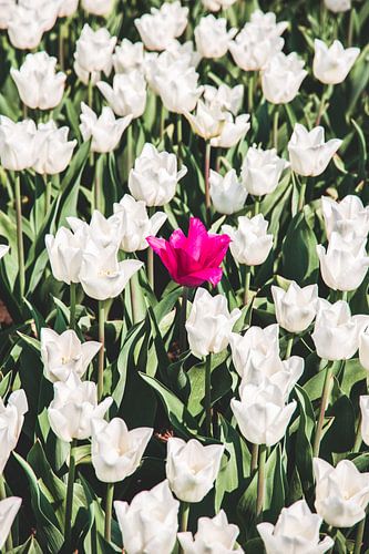 Roze tulp temidden van witte tulpen