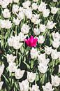 Roze tulp temidden van witte tulpen van Expeditie Aardbol thumbnail