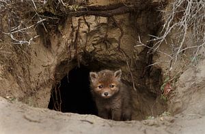 Neugieriger junger Fuchs