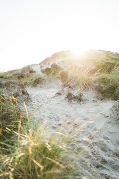 Heure dorée dans les dunes près de Hargen sur Marit Hilarius