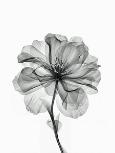 Floral X-ray