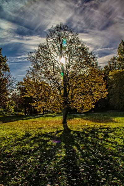 Winterlinde im Herbstkleid von Holger Felix