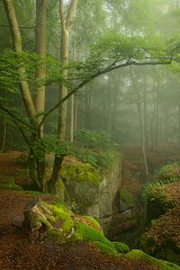 Schöner nebliger Morgen in der Teufelschlucht in der Eifel, Deutschland.