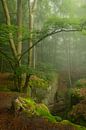 Beautiful misty morning in the Teufelschlucht in the Eifel, Germany. by Jos Pannekoek thumbnail