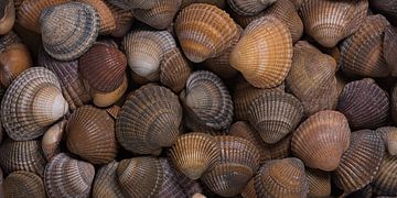 Urlaubsstimmung zu Hause: Muscheln in allen Brauntönen von Marjolijn van den Berg