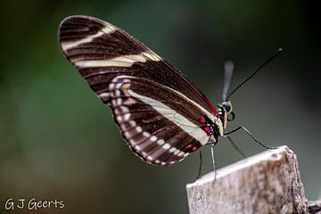 vlinder van Gert Jan Geerts