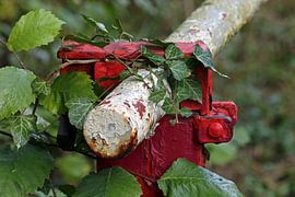 alte Schranke von Norman Krauß