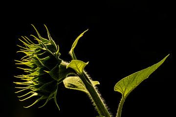 Zonnebloem van Johnny Flash