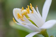 Macrofoto van bloem  van citrusplant van Peter Apers thumbnail