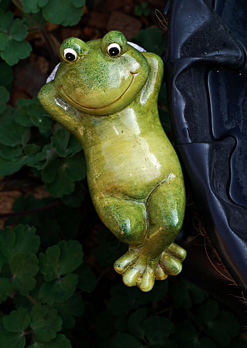 relaxing frog