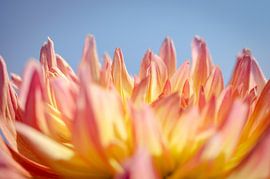 Colorful Photo of a Close-up of a Flower