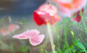 Coquelicots sur Marianna Pobedimova