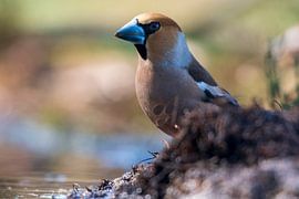 Apfelfink von Merijn Loch