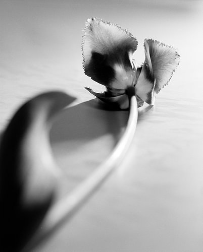 Tulp in zwart-wit van Pieter Muller