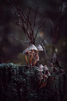 champignons