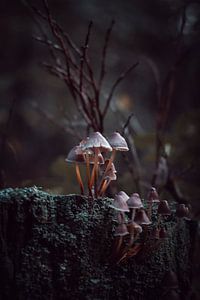 mushrooms by b.dutch