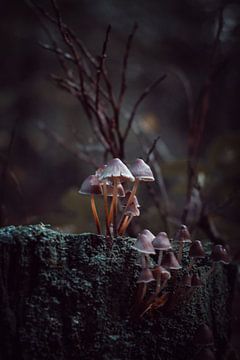 paddenstoelen van b.dutch