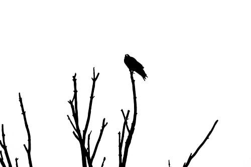 Black crow on a branch