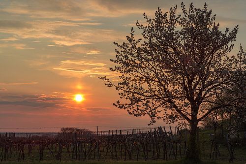 Boom bloesem bij zonsondergang