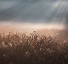 Sonnenlicht über der Heide von Tania Perneel Miniaturansicht