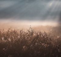 sunlight over the heath