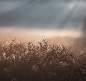 Sonnenlicht über der Heide