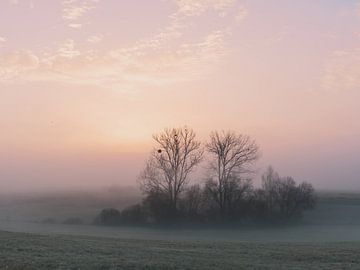 November morning 2 by Max Schiefele