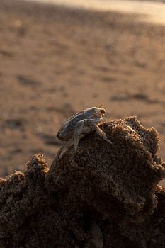Mini eingezwängt am Meer