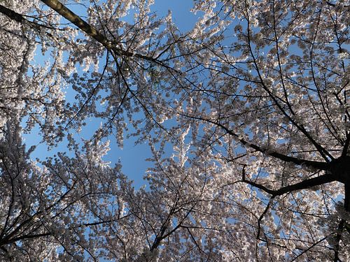 Ein blühender Zweig