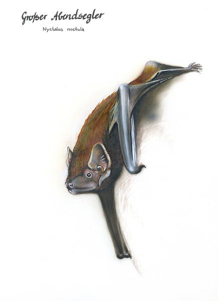 Der Himmel gehört den Abendseglern – Großer Abendsegler (Nyctalus noctula) von WeltReisender Magazin