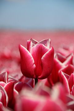 Roze tulpenveld van Sandy Kruf