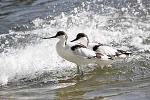 Kluten dans les vagues