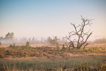 Grenzpark Kalmthoutse Heide